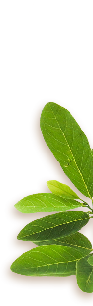 Logo Grisi Sé Natural