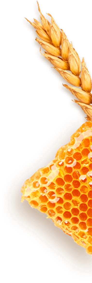 Logo Grisi Tu Mejor Piel